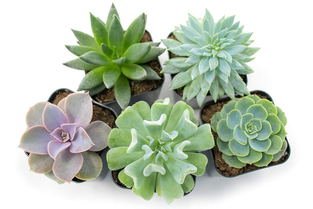 Buying for Mom (or Grandma!) is sometimes difficult. Here are 10 Best Mother's Day Gifts to get you started! Get a special, unique gift with her in mind! Check out these Real Live Succulent Plants (a pack of 5).