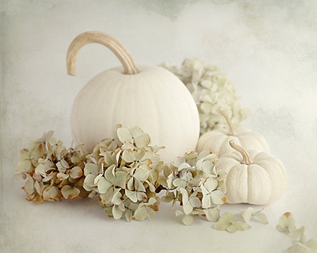 Photograph for sale of three white pumpkins surrounded by white mums on a soft gray-white background