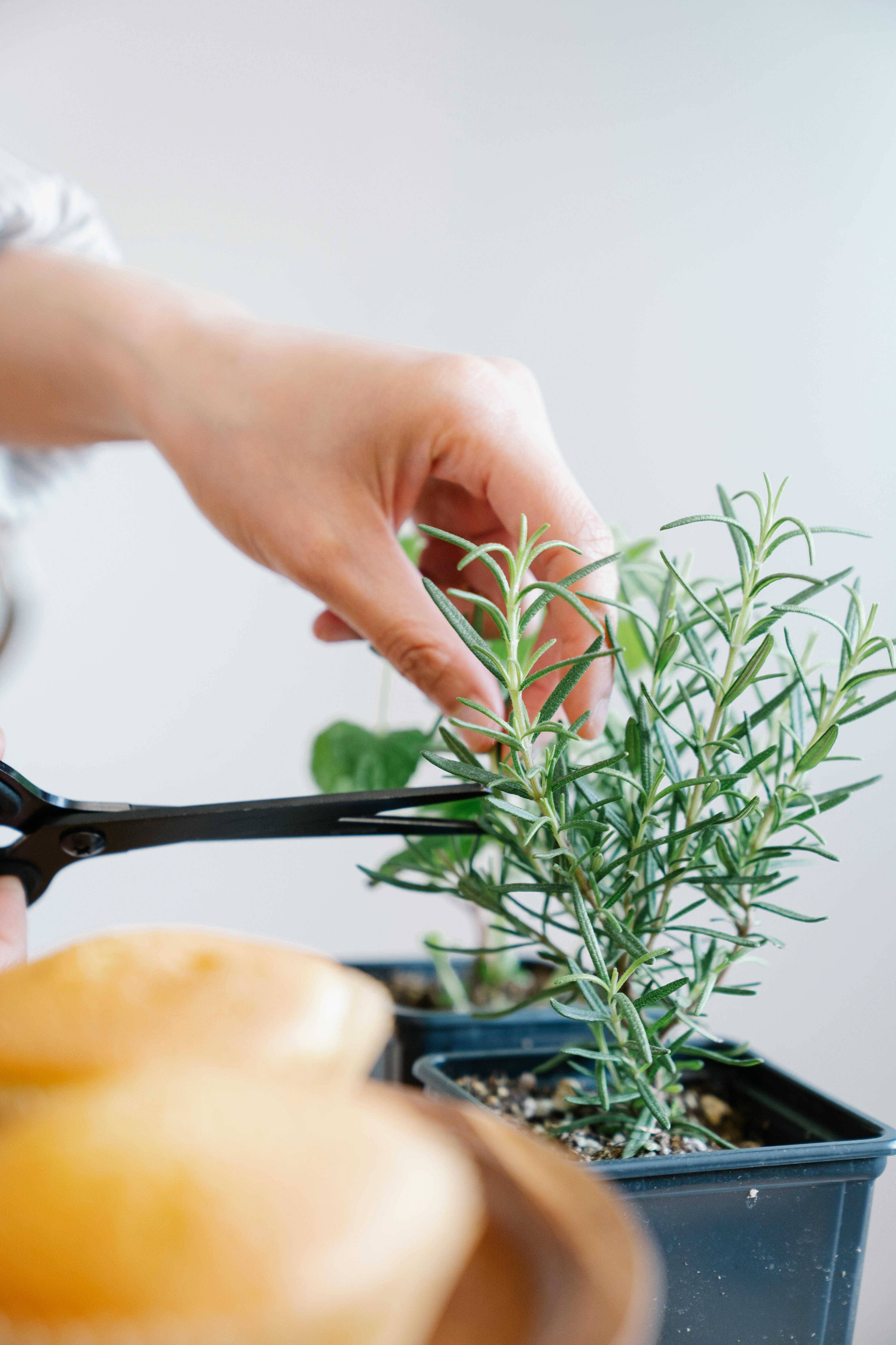 a person clipping an herb from a plant